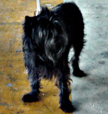 Antonietta_DG01r.jpg (13976 octets)