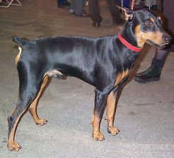 Nestor01_r.jpg (14374 octets)