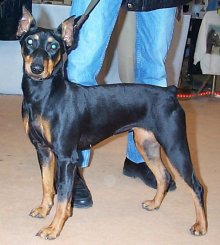 Prisca_DS01r.jpg (85599 octets)