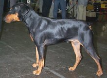Santos_r.jpg (10039 octets)
