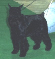 Harold01_r.jpg (8355 octets)