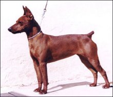 Frida_DAF01.jpg (10393 octets)