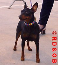 Patty01r.jpg (10310 octets)