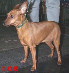 Pearlvmd_r.jpg (13071 octets)