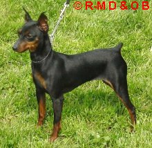 Prima_ppv_r.jpg (21266 octets)