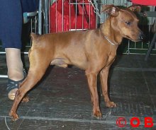 Venko_r.jpg (12218 octets)
