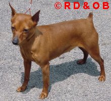 nala01_fmd_r.jpg (16036 octets)